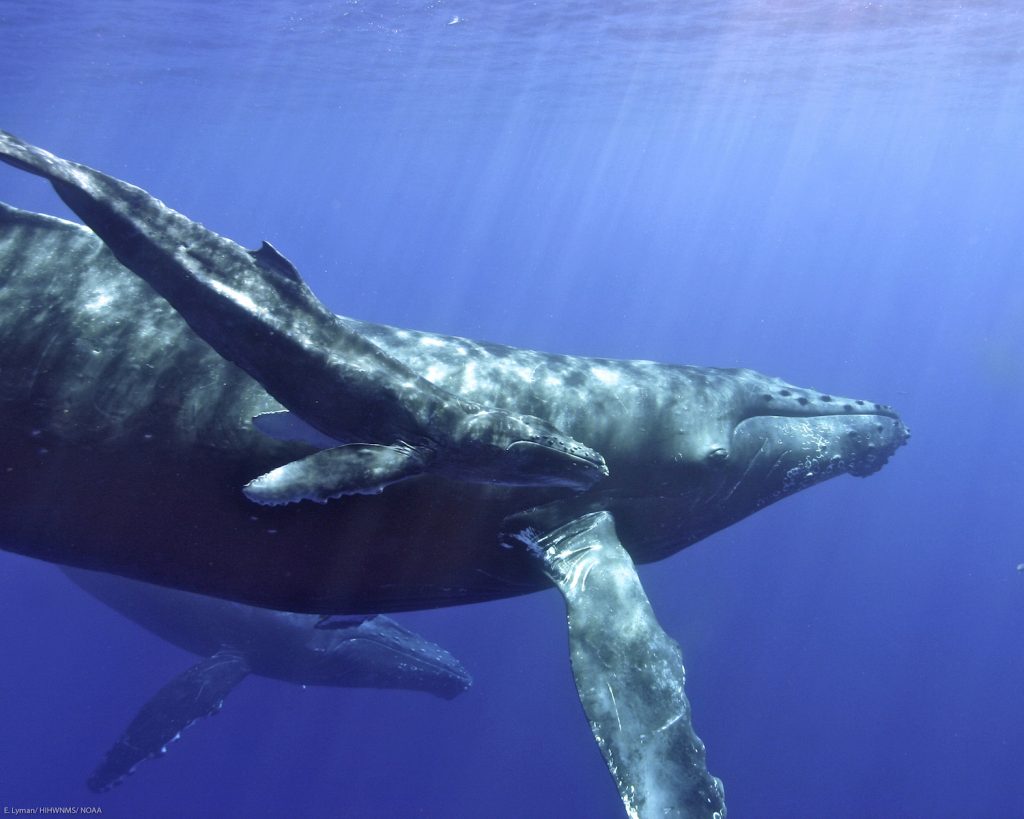 Courtesy E. Lyman – HIHWNMS/ NOAA Permit # 774-1714