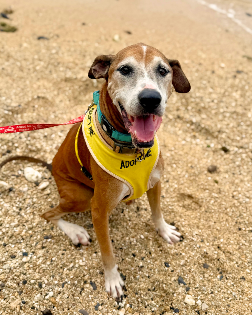 Moco is a lovable 9-year-old hound whose home is now the Kauaʻi Humane Society. (Photo Credit: Kauaʻi Humane Society)