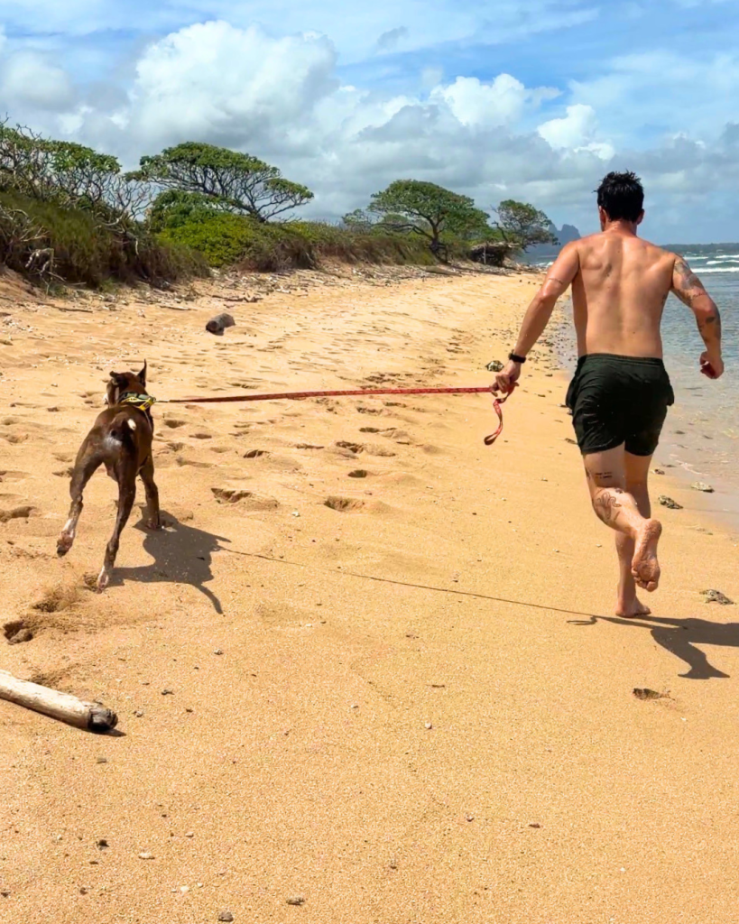 Moco, a 9-year-old hound, loves to play at the beach and is looking for a forever home. (Photo Credit: Kauaʻi Humane Society)