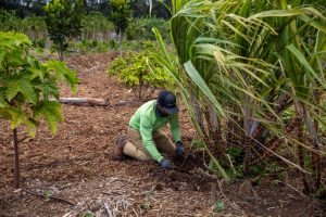 Hawaiʻi farmers impacted Kona Low storms receive support from two agricultural organizations