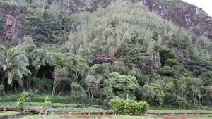 Hā‘ena State Park reopens later this week to public