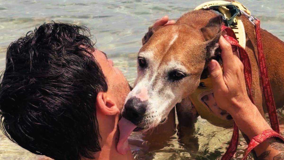 At the Kauaʻi Humane Society, Moco, a 9-year-old hound, remains full of potential despite his age and health challenges and is looking for a forever home. (Photo Credit: Kauaʻi Humane Society)