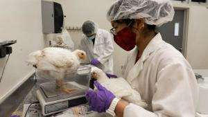 Undergraduates will manage newly hatched chicks through a 35-day production cycle at the Center for Applied Research and Extension Services in Waimānalo. (Photo courtesy: University of Hawaiʻi at Mānoa)