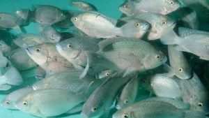 New study from University of Hawaiʻi researchers unlocks how tilapia adapt to extreme saltwater