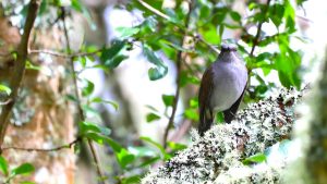 New framework developed for moving endangered species to safer locations