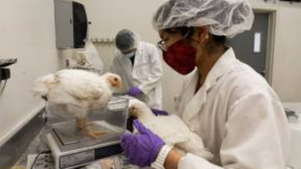 University of Hawaiʻi at Mānoa receives $600,000 to train future poultry farmers